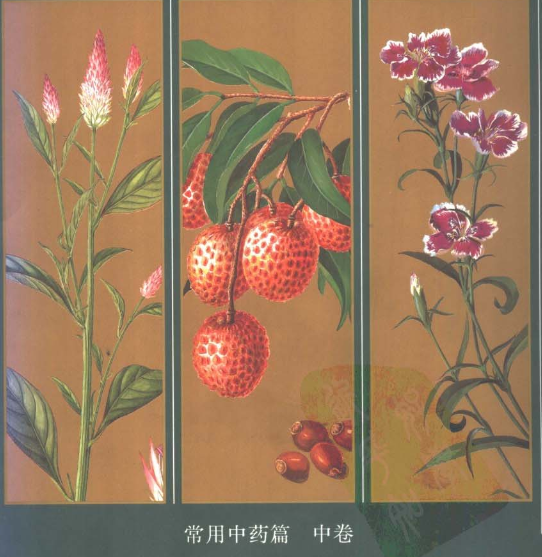 中国本草彩色图鉴 常用中药 【来源：赤道365论坛】 帖子ID:57656 